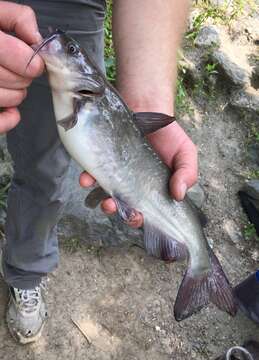 Image of White catfish