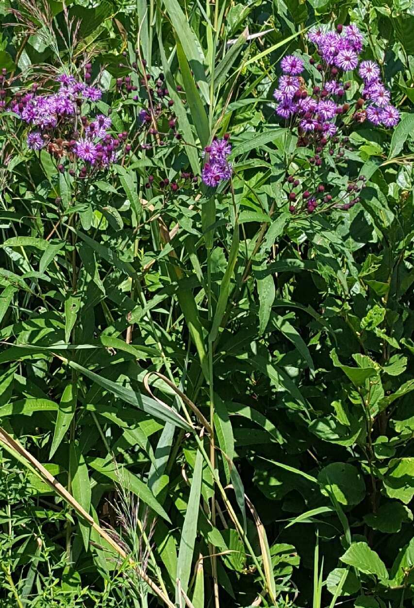 Image of New York ironweed