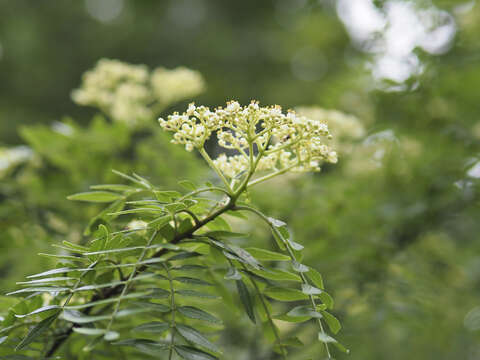 Sivun Zanthoxylum schinifolium Siebold & Zucc. kuva