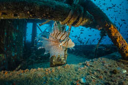 Image of Russell's lionfish