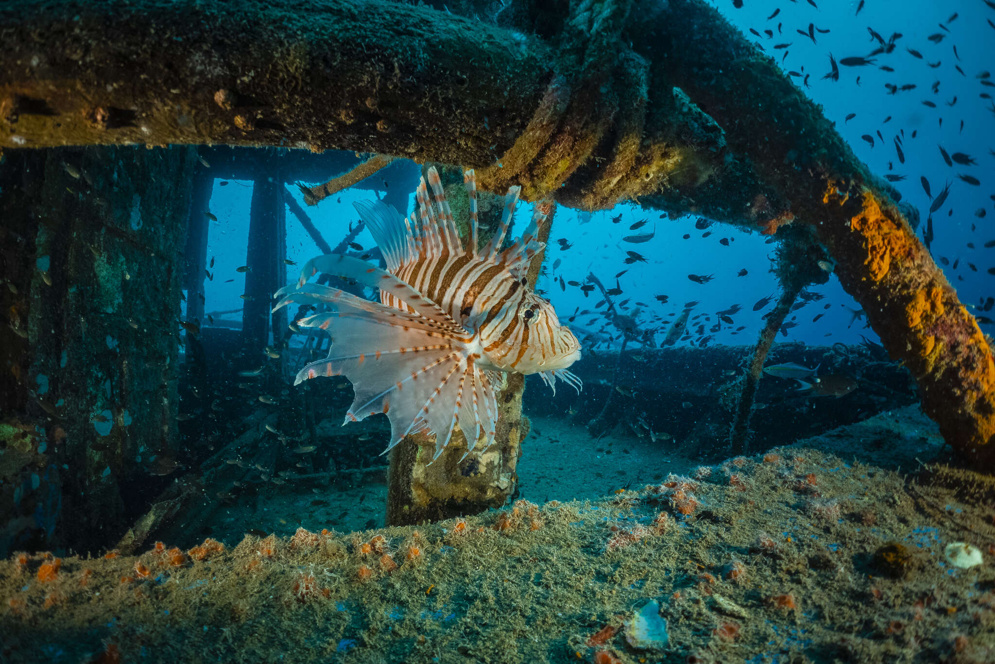 Image of Russell's lionfish