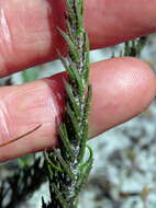 Image of Fringe Falseslugwort