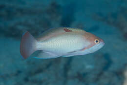 Image of Stocky anthias