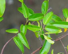 Image of Browne's Indian-Rosewood