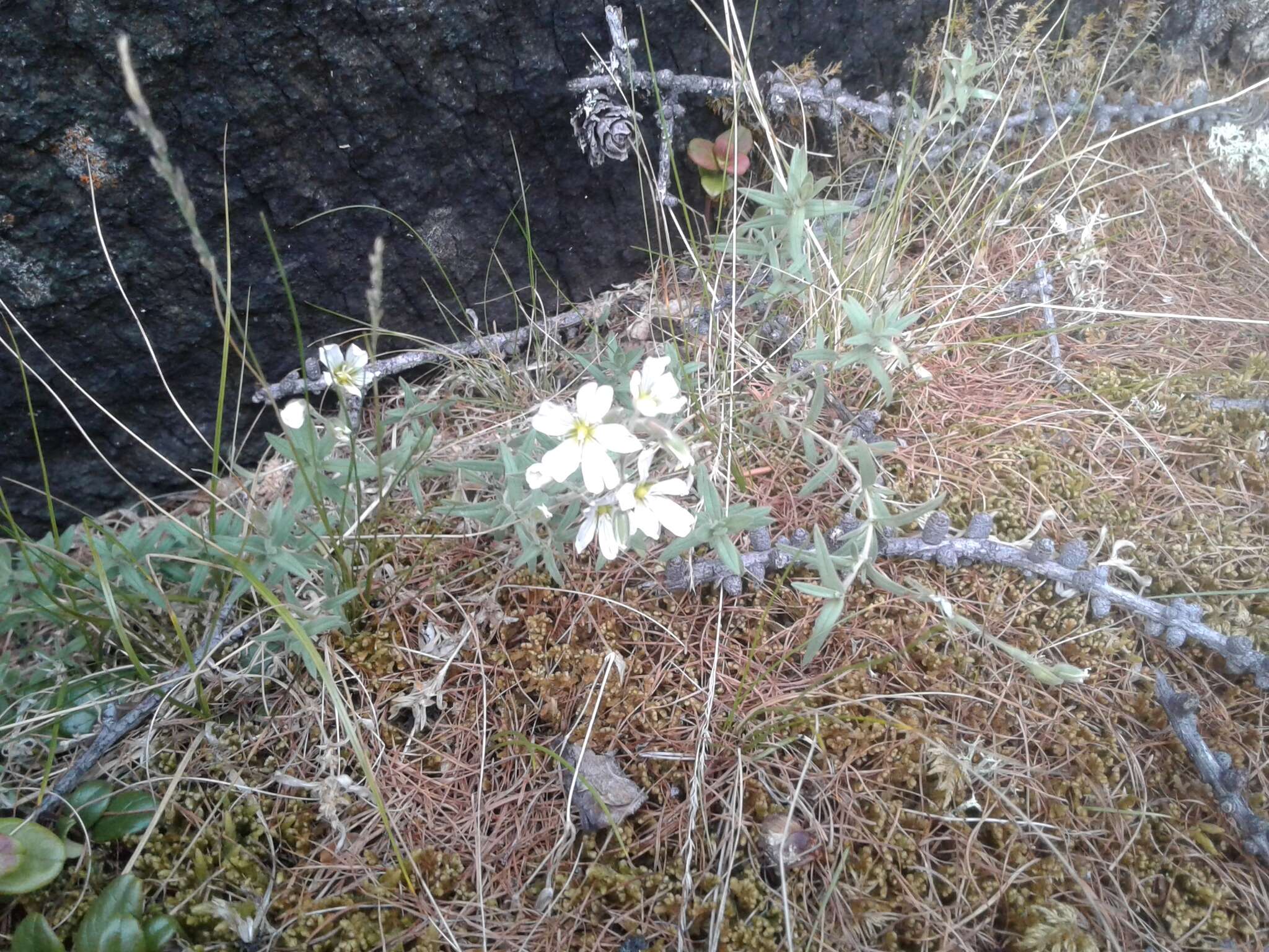 Image of Regel's chickweed