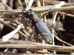 Image of Cowpath tiger beetle