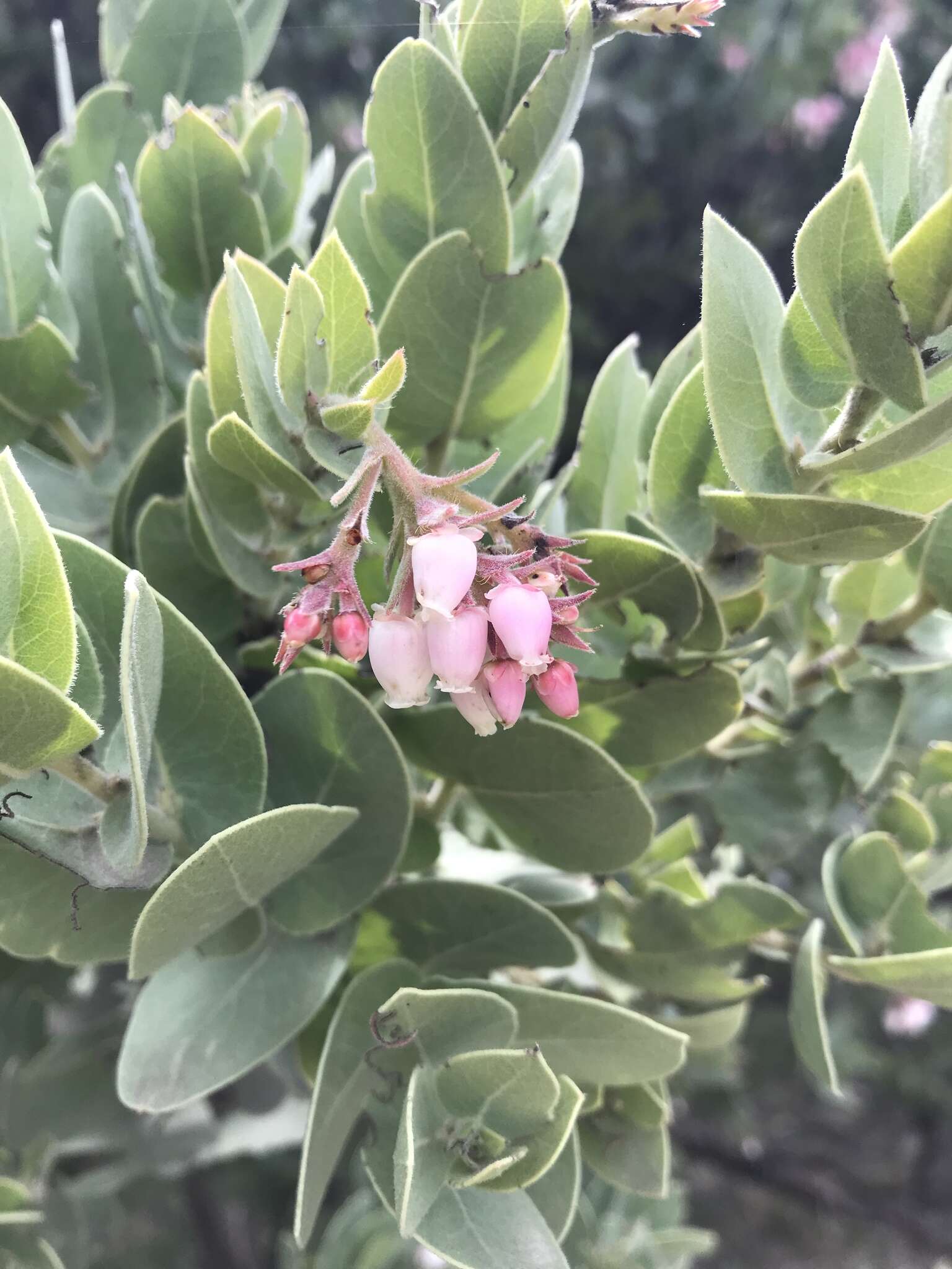 Слика од Arctostaphylos auriculata Eastw.