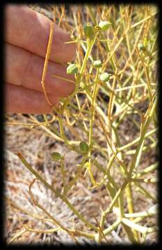 صورة Euphorbia tannensis Biehler