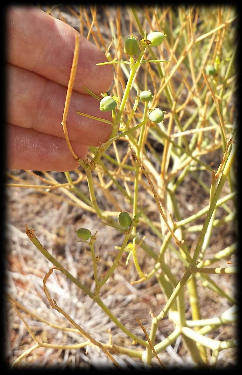 صورة Euphorbia tannensis subsp. eremophila (A. Cunn. ex T. Mitch.) D. C. Hassall