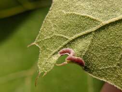 Macrodiplosis erubescens (Osten Sacken 1862)的圖片