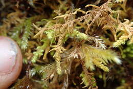 Image of Bolander's claopodium moss