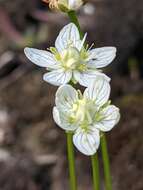 Image of Small-Flower Grass-of-Parnassus