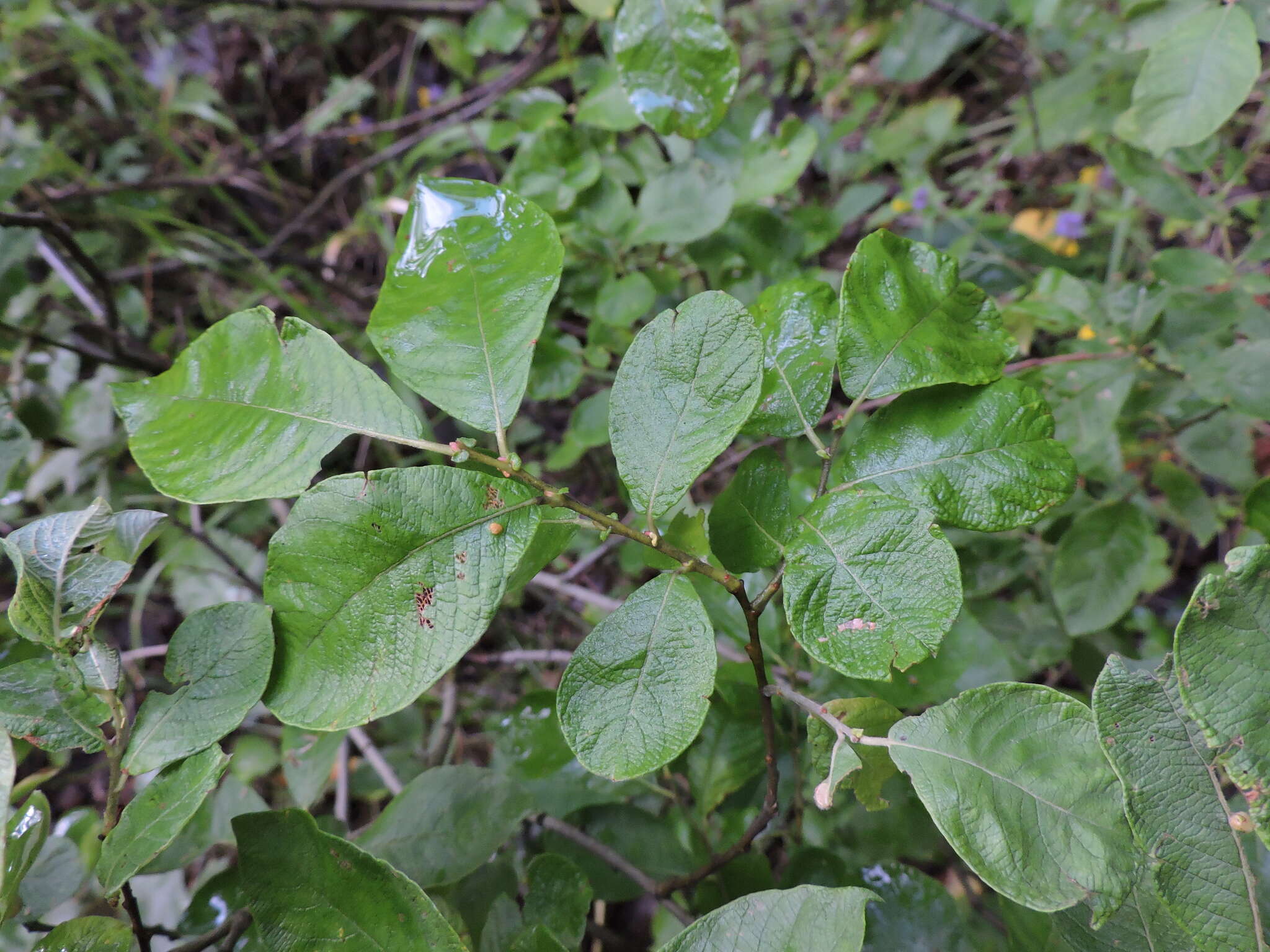 Image of eared willow