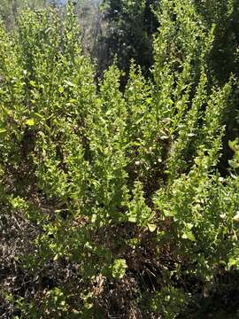 Image of Baccharis pilularis subsp. consanguinea (DC.) C. B. Wolf