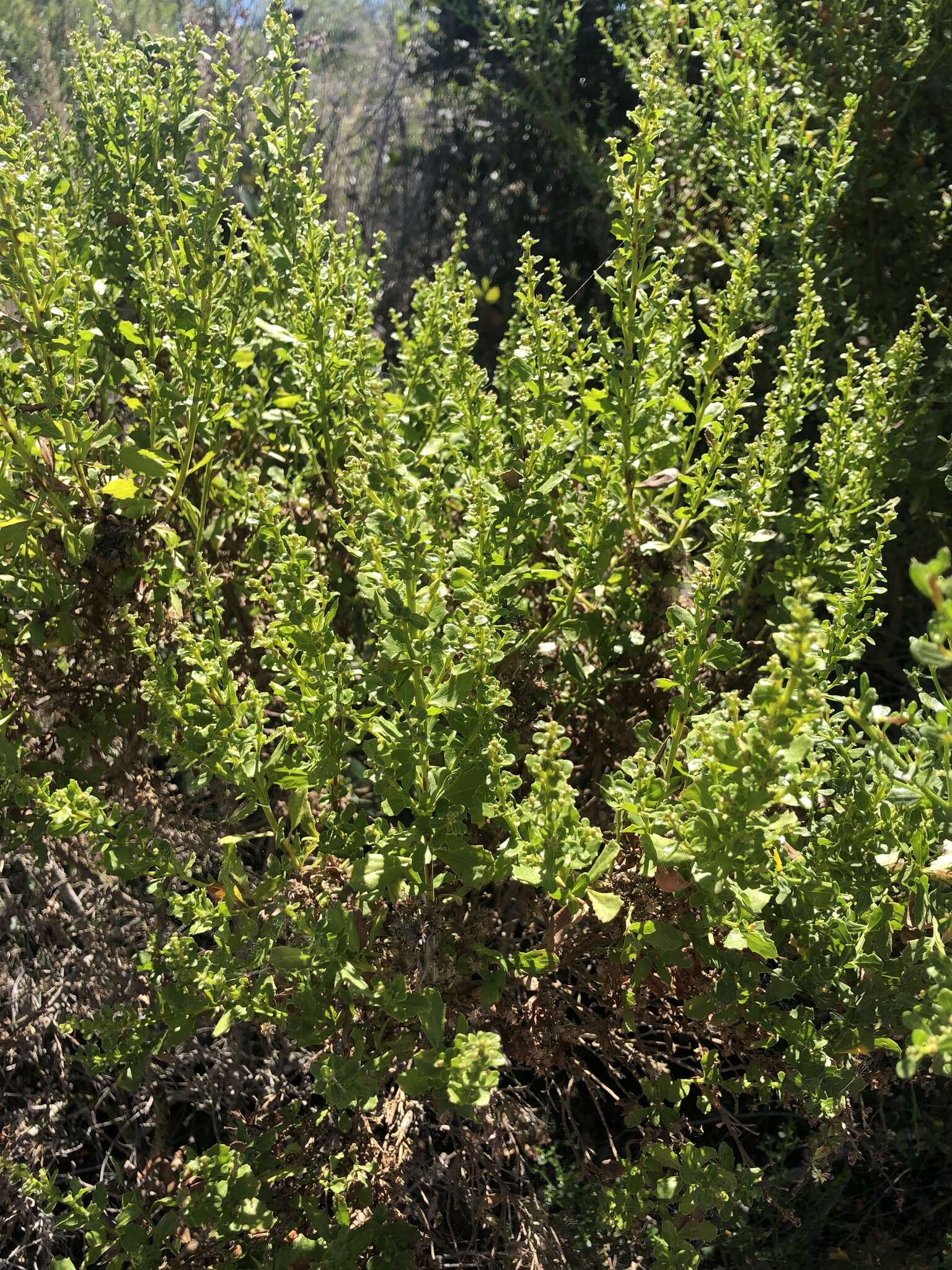 Image of Baccharis pilularis subsp. consanguinea (DC.) C. B. Wolf