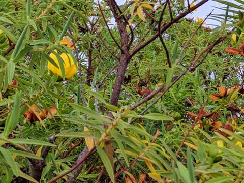 Image of Hypericum lanceolatum Lam.