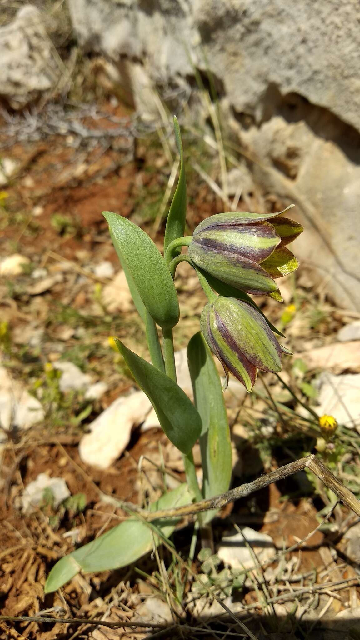 Image of Fritillaria hermonis Fenzl ex Klatt