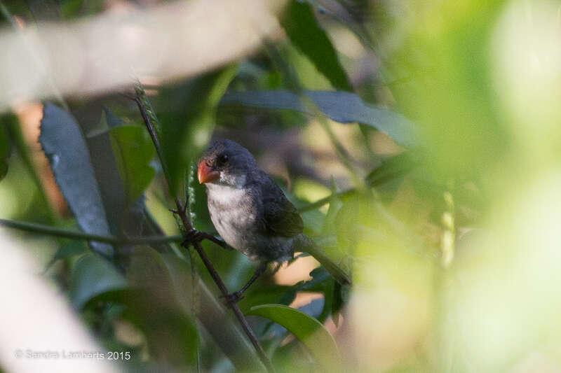 صورة Sporophila leucoptera (Vieillot 1817)