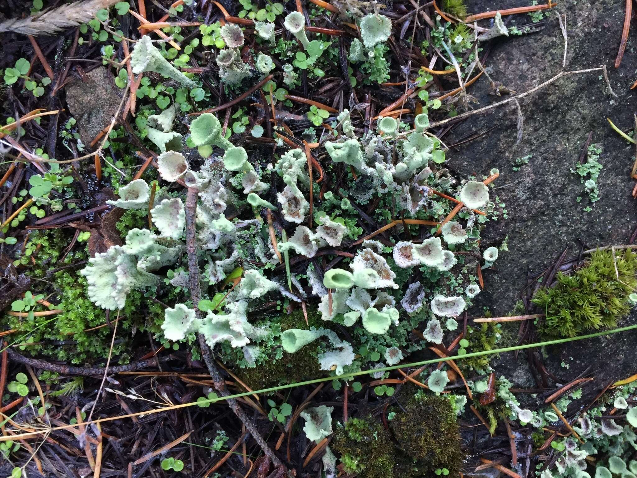 Plancia ëd Cladonia carneola (Fr.) Fr.