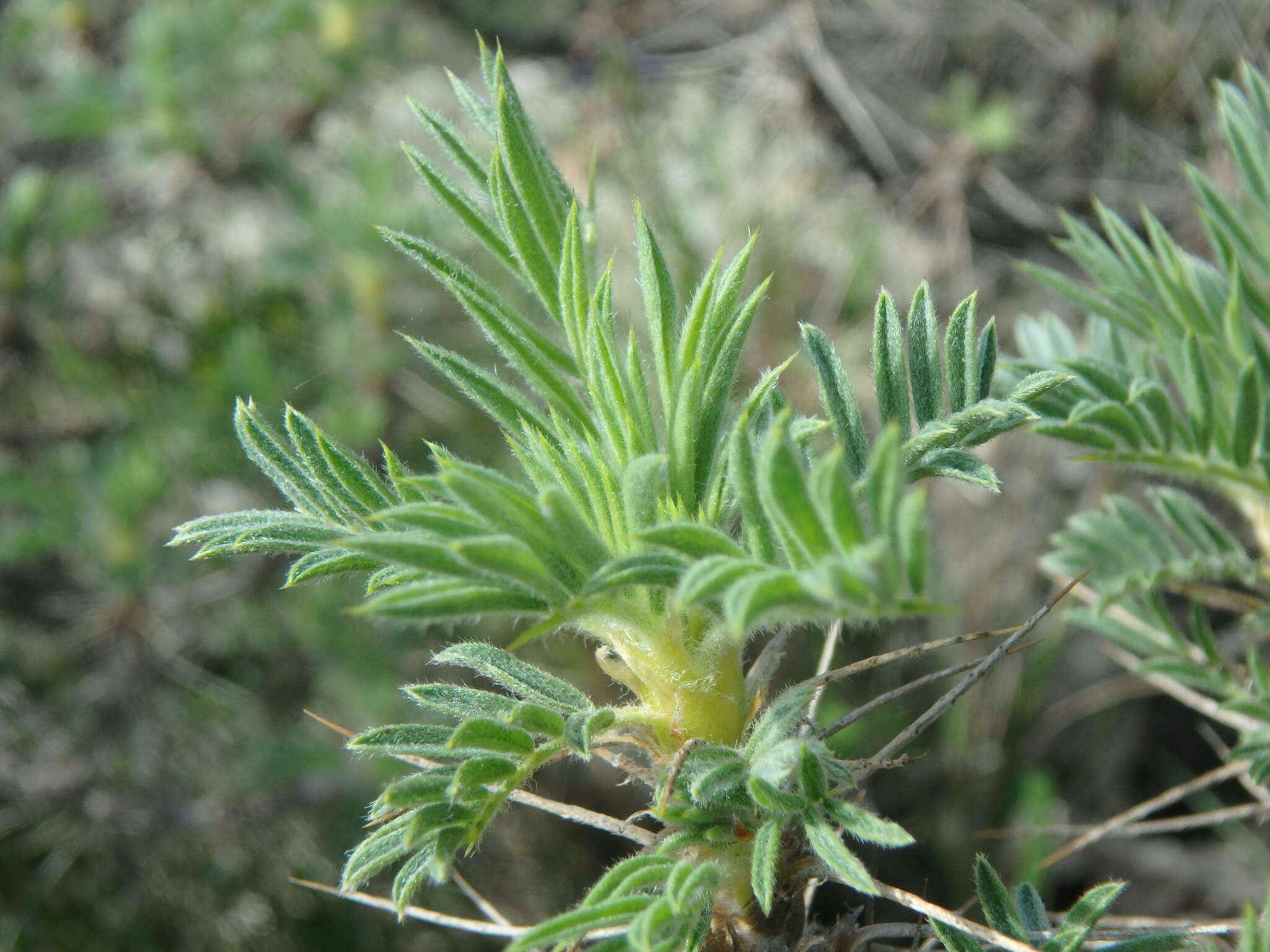 Image of Astragalus arnacanthoides (A. Boriss.) A. Boriss.
