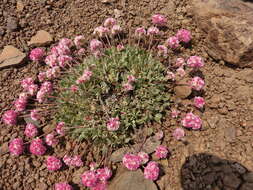 Image of Steens Mountain cushion buckwheat