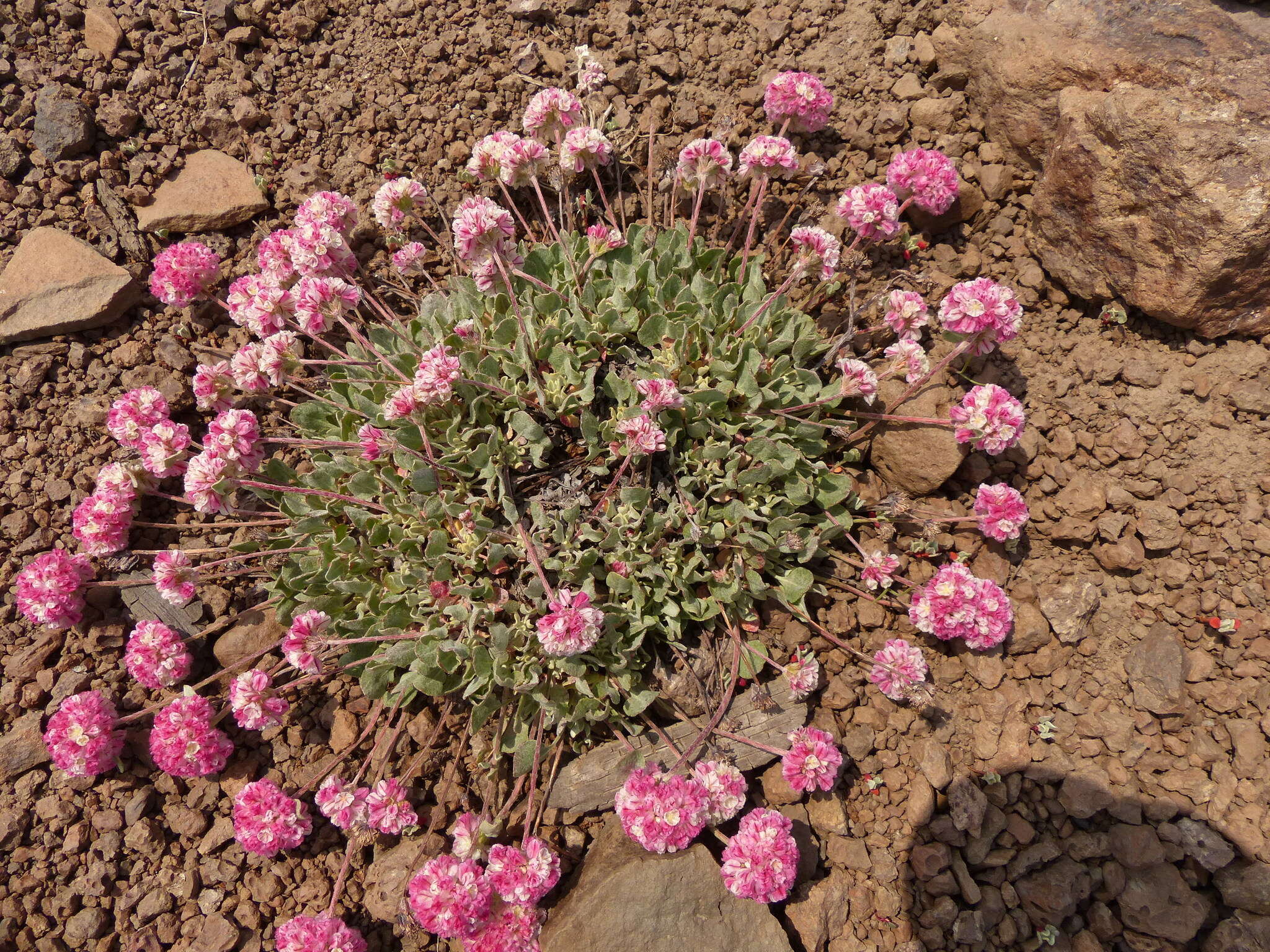 Image of Steens Mountain cushion buckwheat