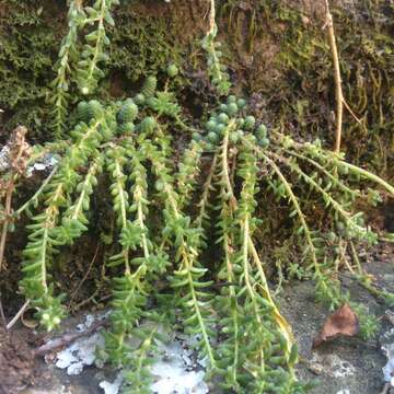 Image of Sedum greggii Hemsl.