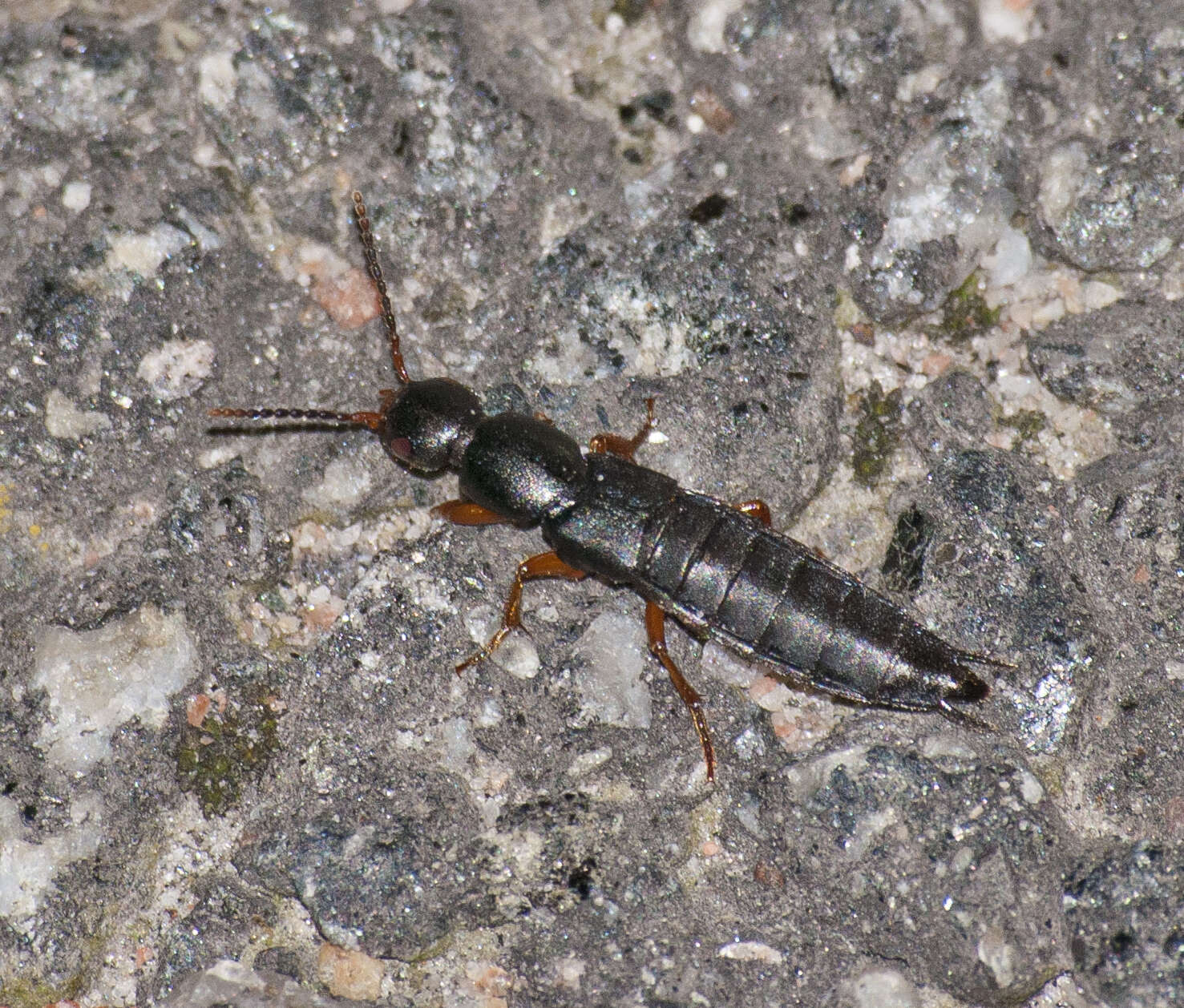 Ocypus (Angulephallus) brunnipes (Fabricius 1781) resmi