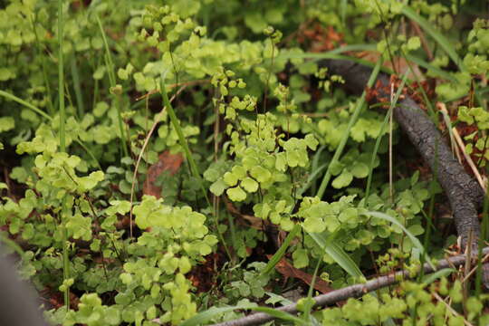 Image of Adiantum aethiopicum L.