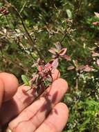 Plancia ëd Oenothera fruticosa L.