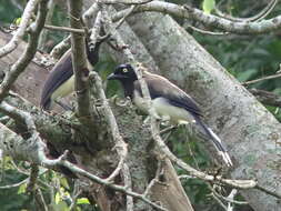 Image of Black-chested Jay