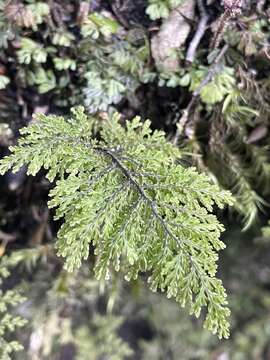 Image of Hymenophyllum plicatum Kaulf.