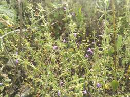 Image of Drummond's false pennyroyal