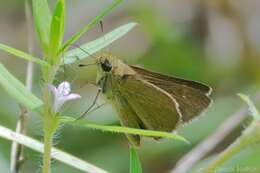 Image of Neamathla Skipper