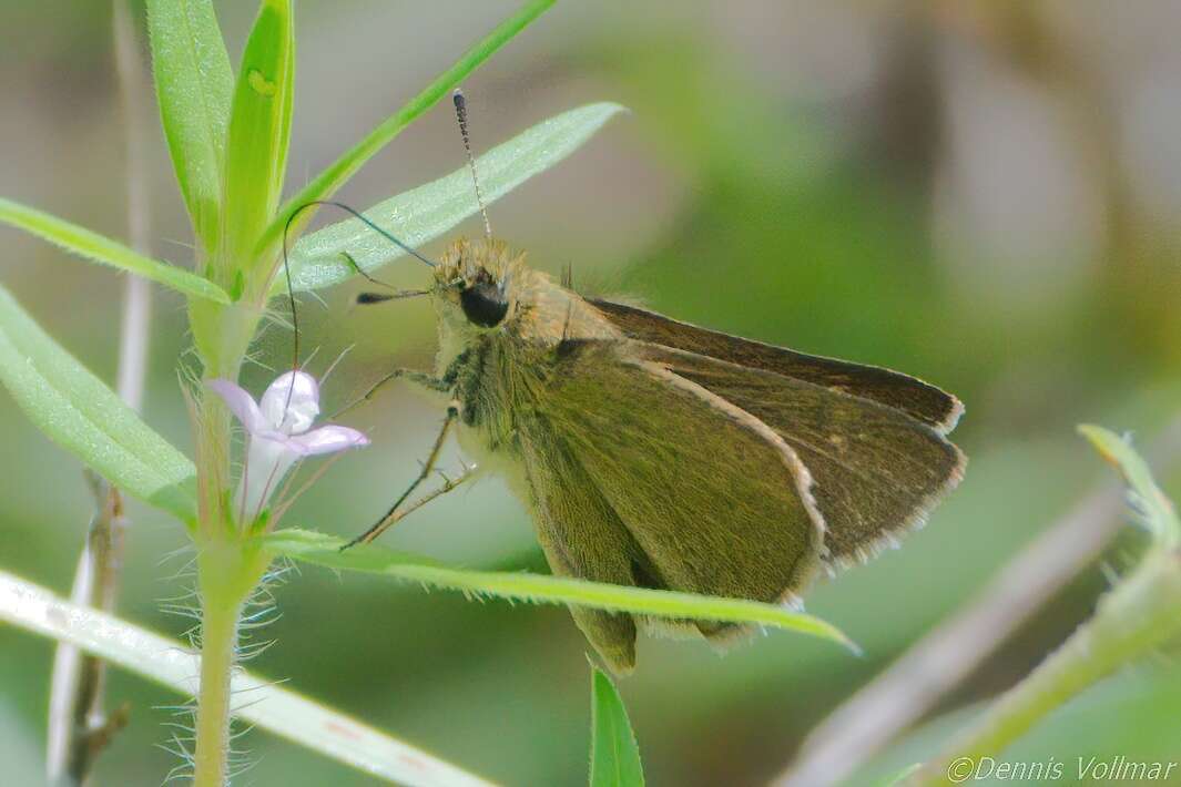 Image of Neamathla Skipper