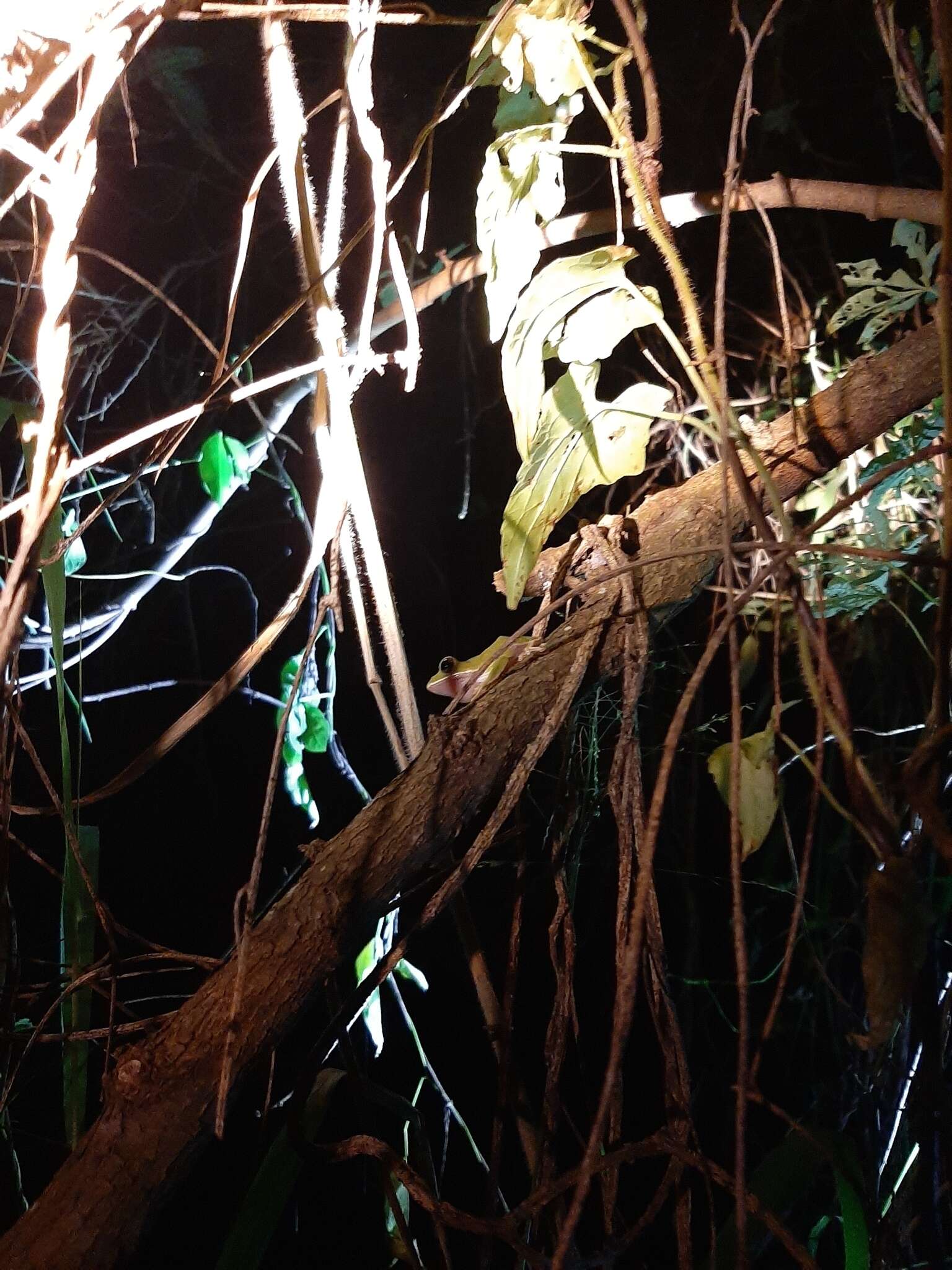 Image of Farmland green flying frog