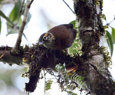 Image of Scaly-throated Foliage-gleaner