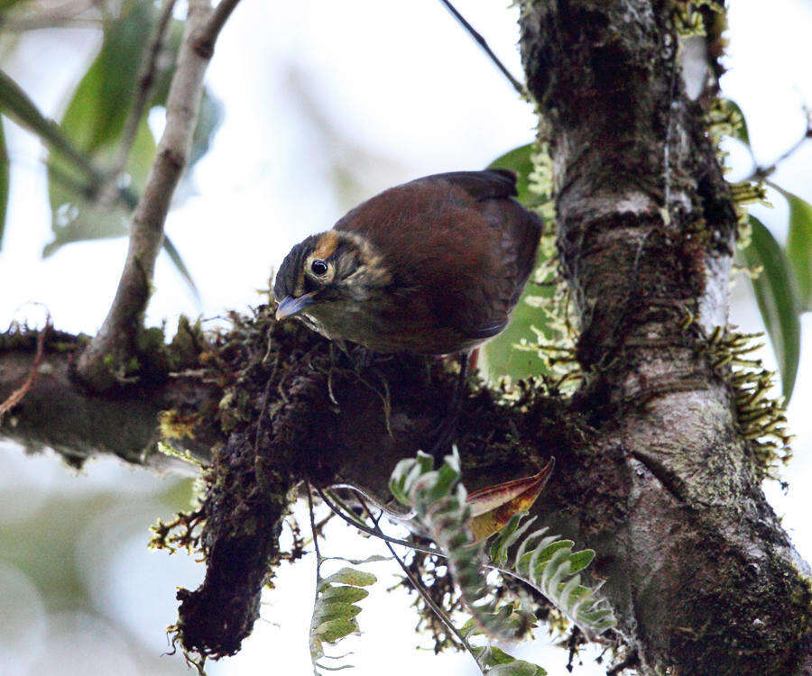 Image of Scaly-throated Foliage-gleaner