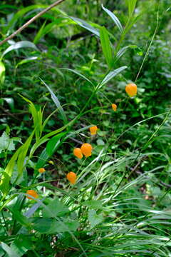 Image de Sandersonia aurantiaca Hook.