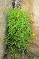 Image of Oxalis namaquana Sond.