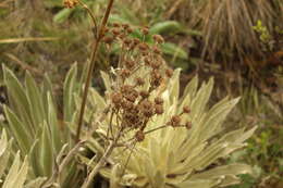 Image of Espeletiopsis muiska (Cuatrec.) Cuatrec.