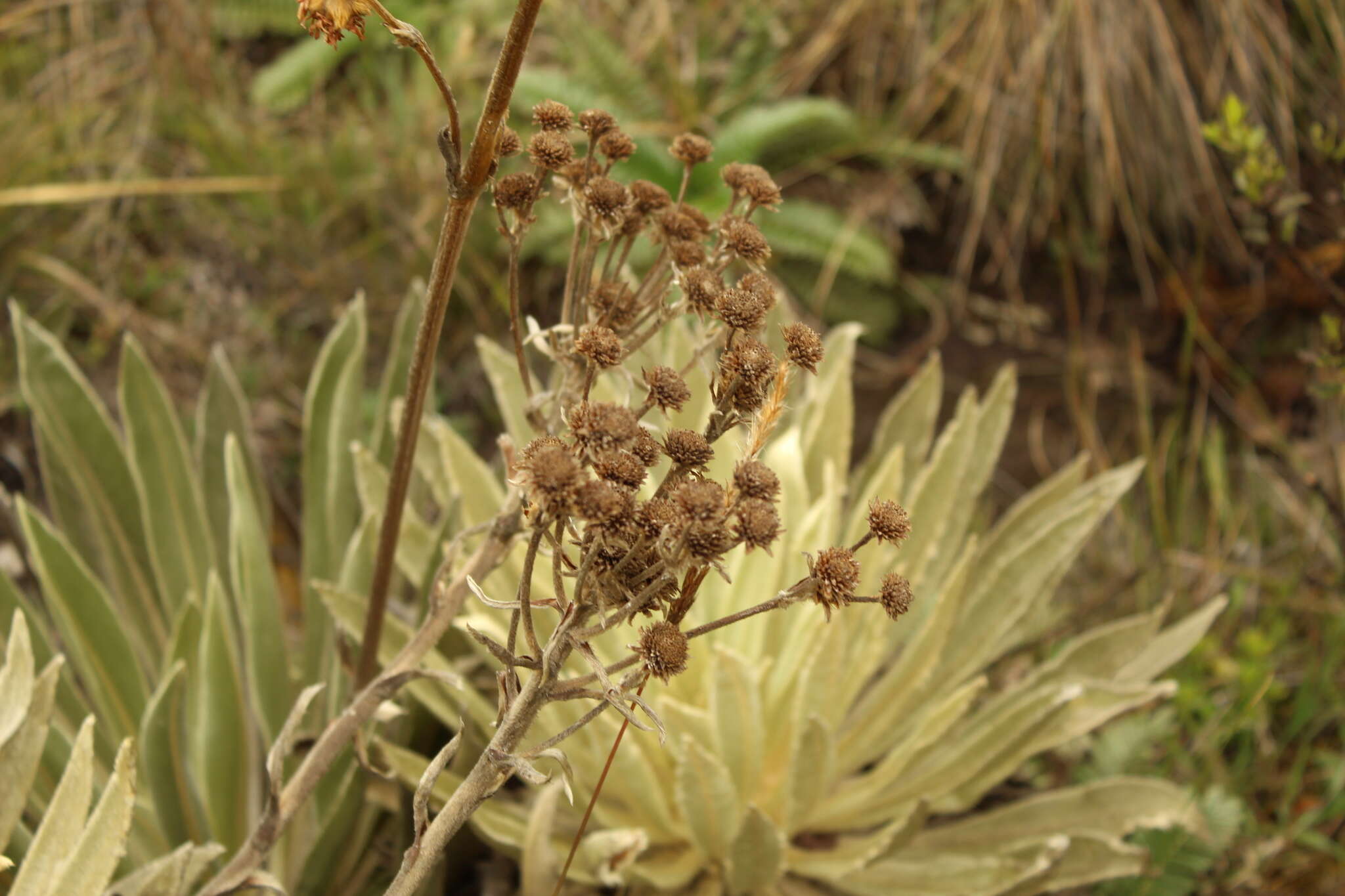 Imagem de Espeletiopsis muiska (Cuatrec.) Cuatrec.