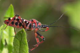 صورة Rhynocoris iracundus (Poda 1761)