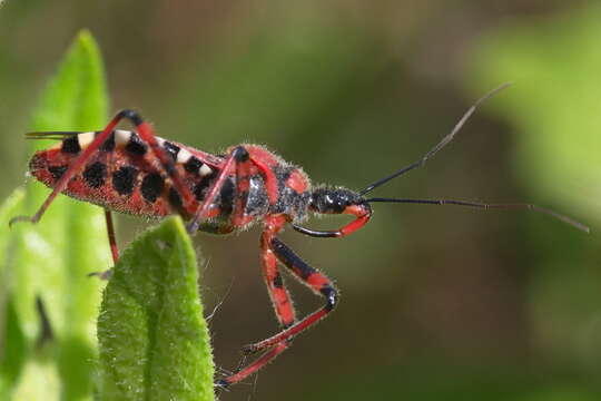 Image of Rhynocoris iracundus (Poda 1761)