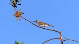 Image of Little Friarbird