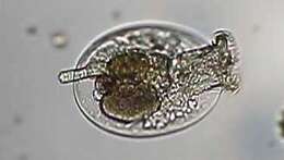 Image of turtle rotifer