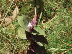 Image of Tradescantia cerinthoides Kunth