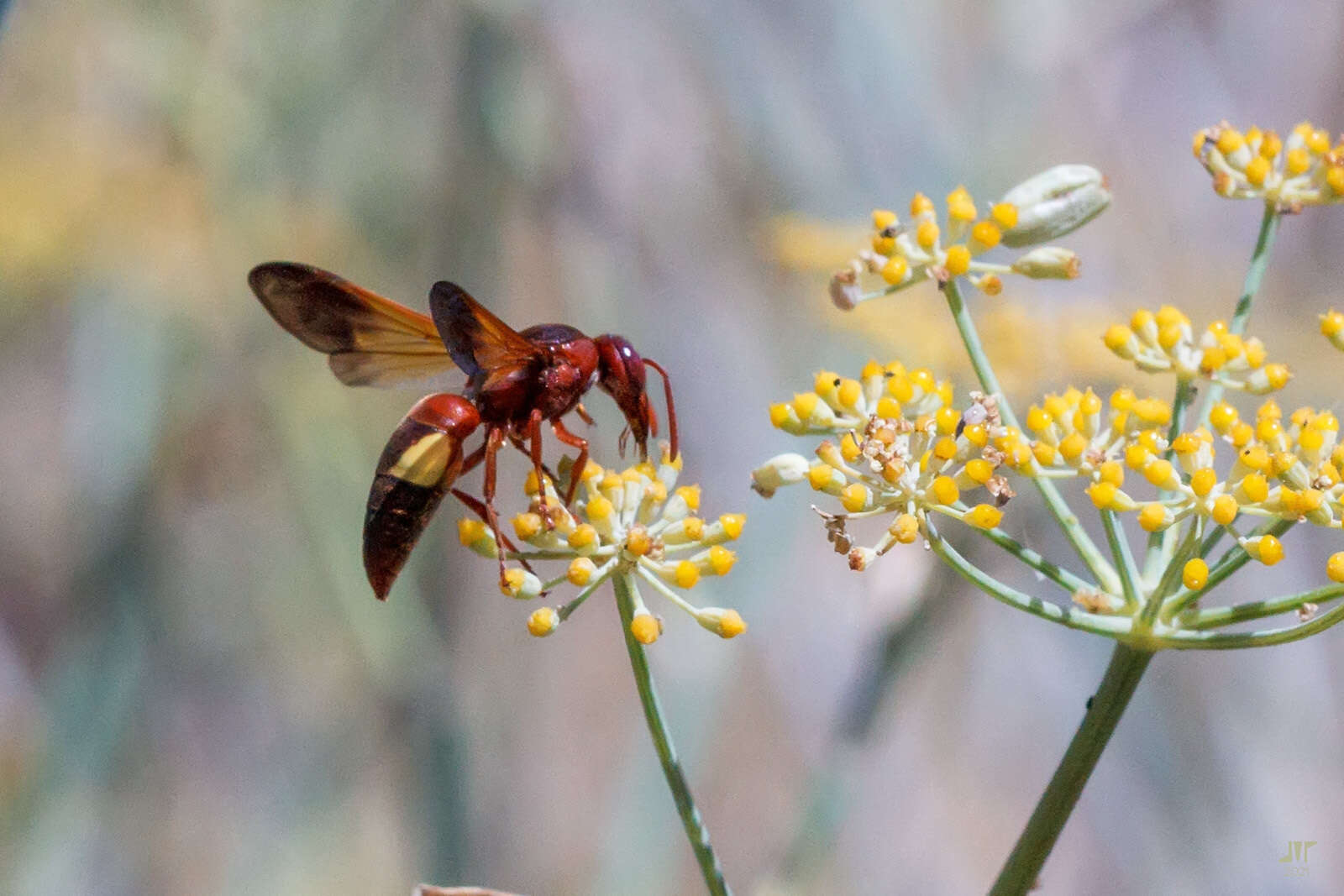 Image of Rhynchium oculatum oculatum