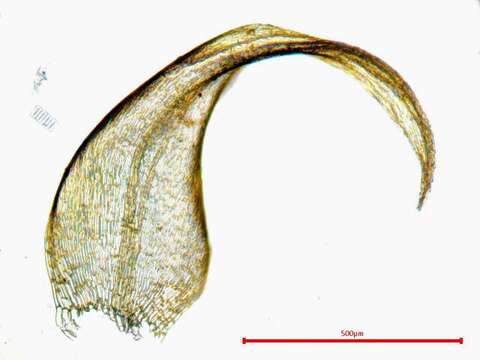 صورة <i>Hygrohypnella ochracea</i>