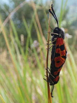 Image of Zygaena hilaris Ochsenheimer 1808